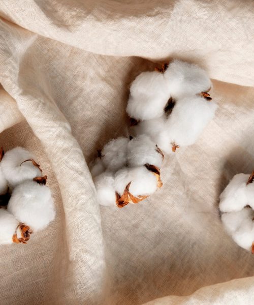 cotton-plants-still-life (1)